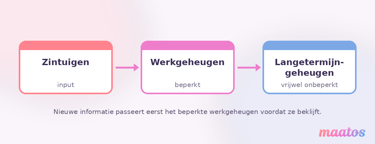 Diagram van informatieverwerking volgens het cognitivisme: input komt via de zintuigen binnen, gaat door het beperkte werkgeheugen en wordt opgeslagen in het langetermijngeheugen.
