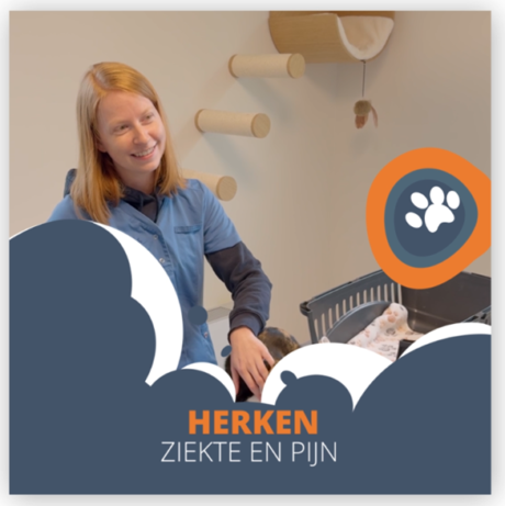 dierenarts