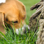 gras eten hond
