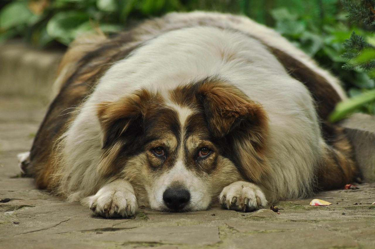 Overgewicht bij honden