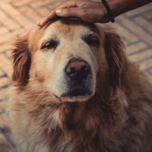artrose bij honden