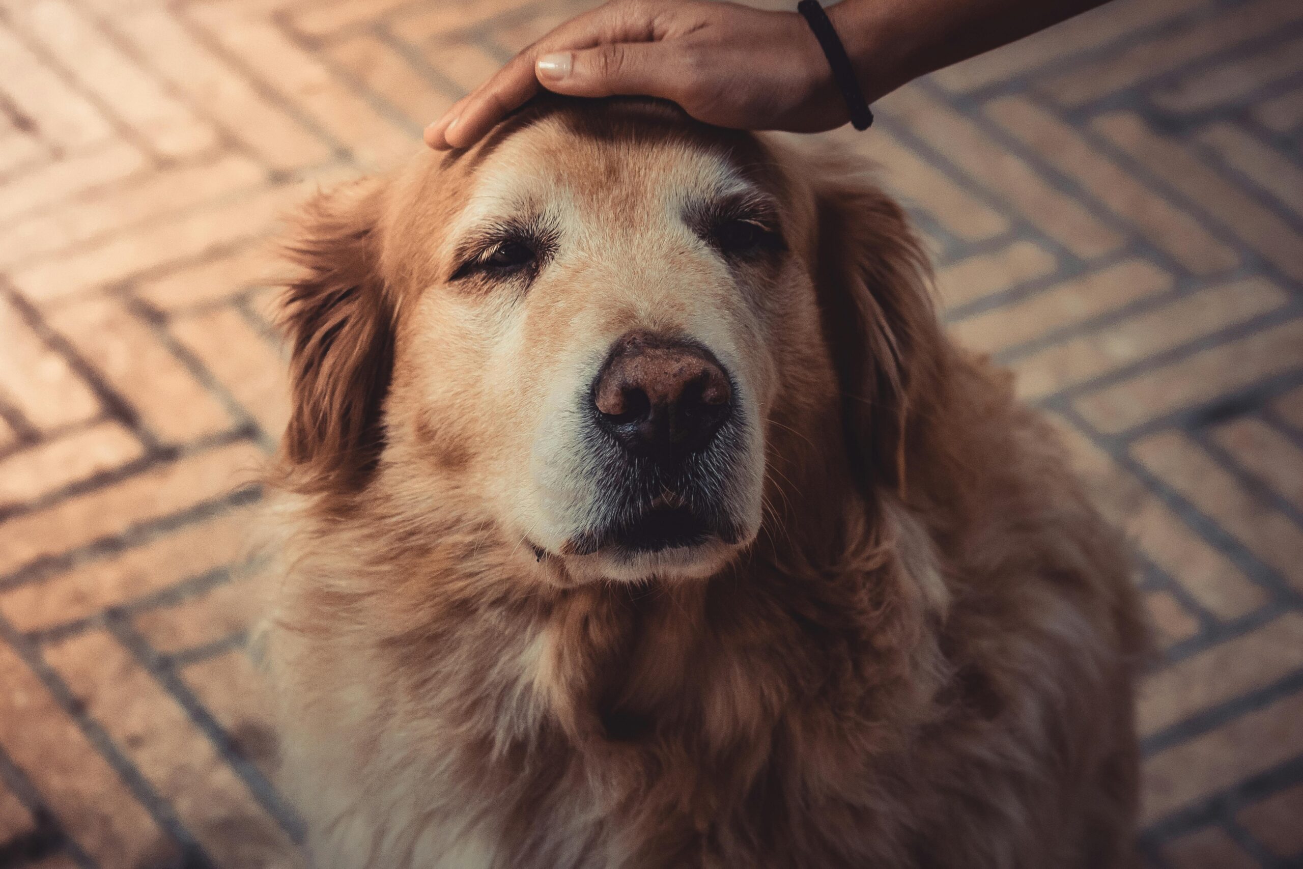 artrose bij honden