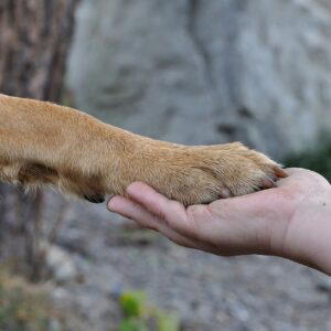 Houd je Hond Gezond