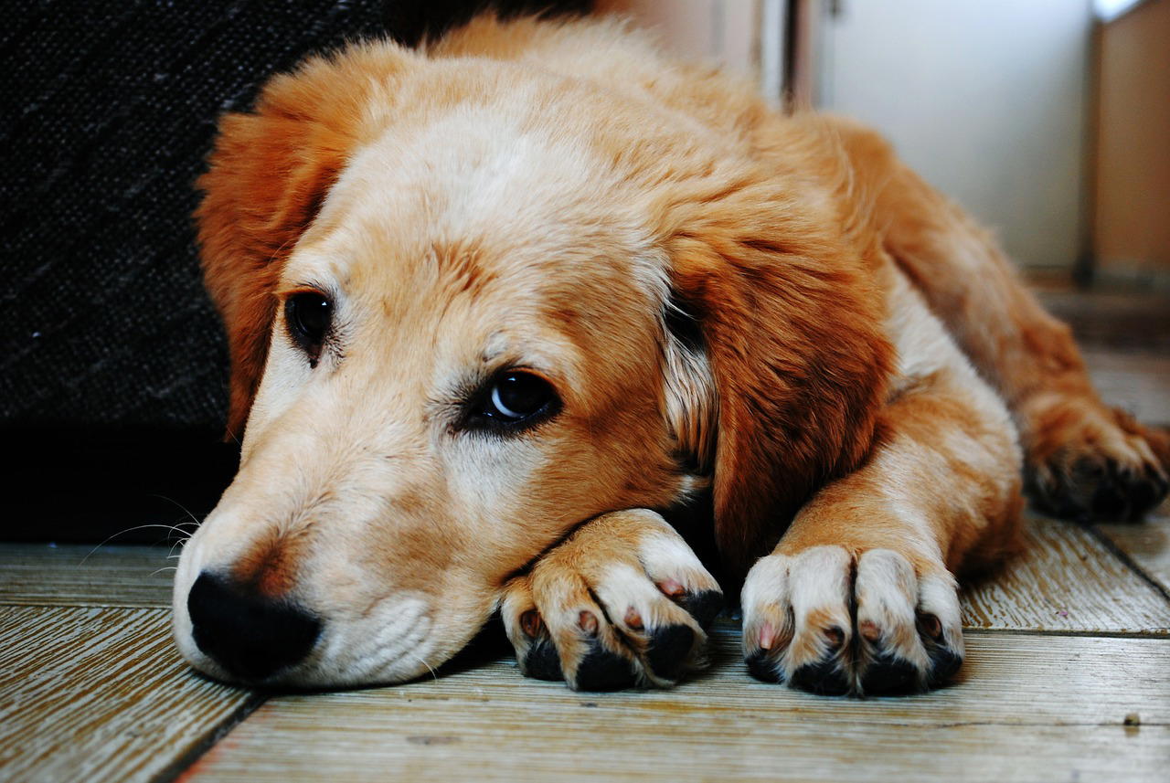 Pijn bij honden