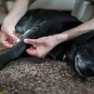 Workshop Ontspanningsmassage Hond