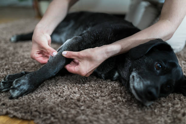 Workshop Ontspanningsmassage Hond