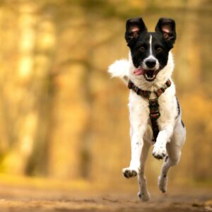 Dit vertelt het loopje van jouw hond