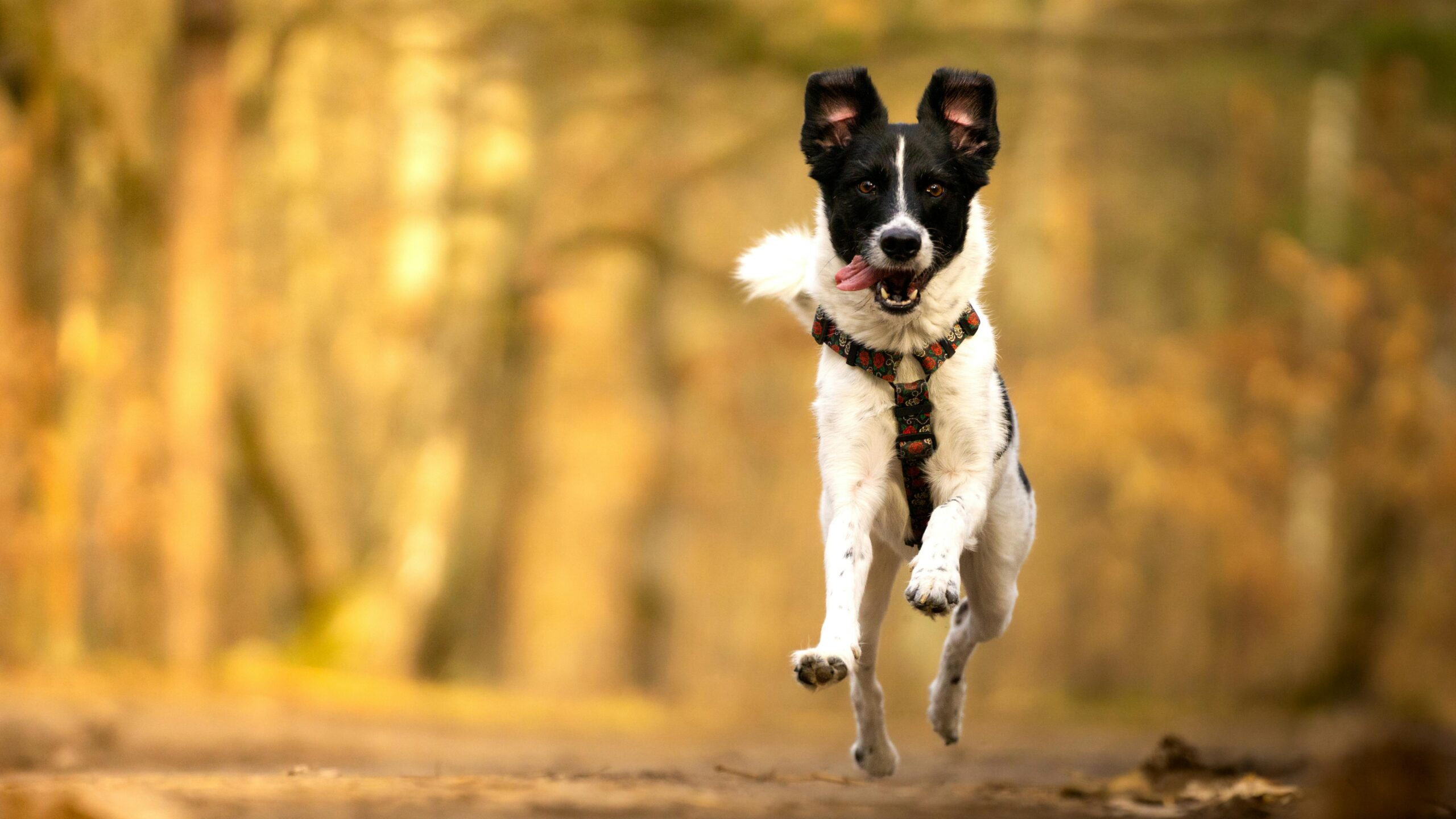 Dit vertelt het loopje van jouw hond