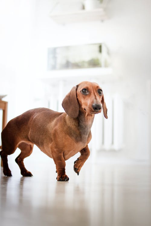 Hond met bolle rug, duidelijk een teken van pijn. Ook de strakke mond en grote ogen laten duidelijk pijn zien.