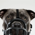 muilkorf; niet alleen voor gevaarlijke honden, maar een waardevol hulpmiddel tijdens consulten, medische handelingen en andere situaties