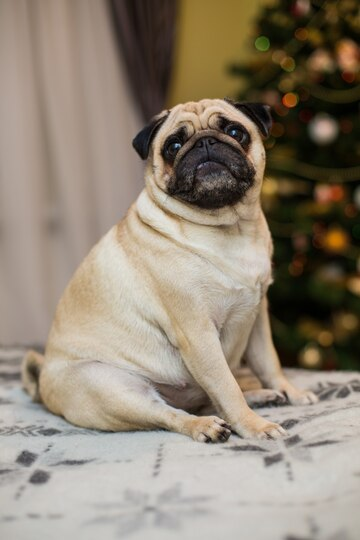 Hond met obesitas