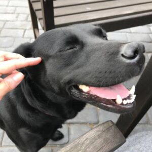 Workshop Acupressuur Hond