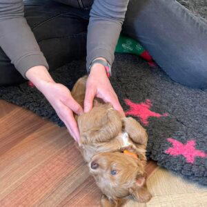 Puppychecks! Dit vind ik echt geweldig om te doen