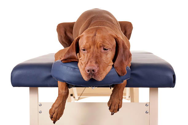 19 oktober 2024 in Lochem: Workshop hondenmassage