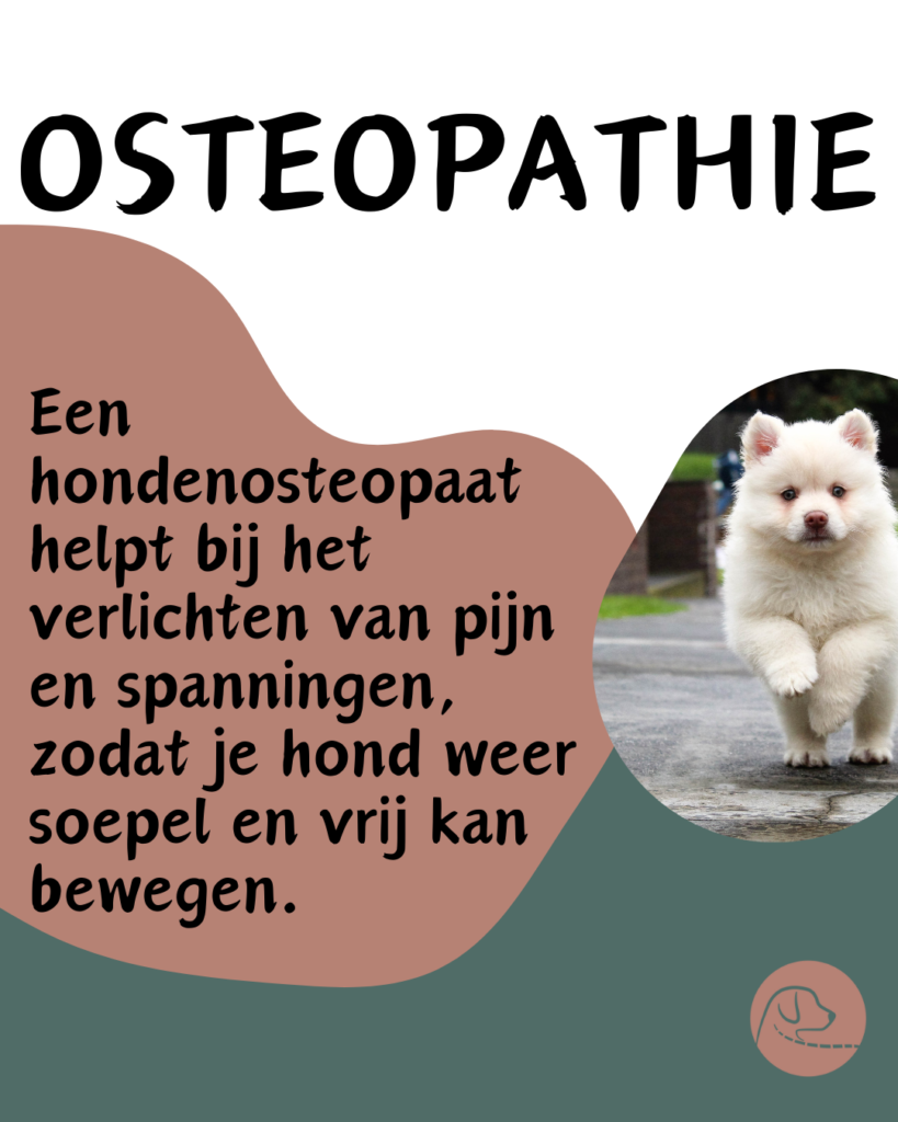 Osteopathie voor honden